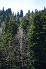 Pine tree forest in the mountains, Borjomi, Georgia