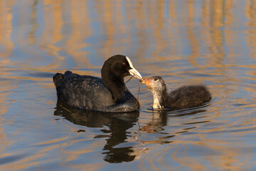 Mother Eurasian Coot (Fulica atra) feeding her chick on a lake in the Netherlands.   