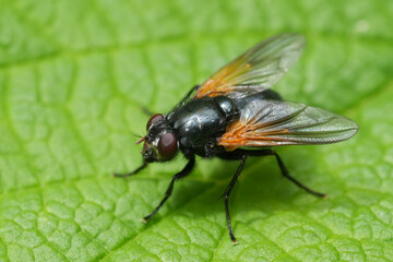 Closeup on the North-American Mesembrina latreillii fly sitting on a green leaf in Oregon