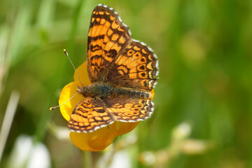 Closeup on the North-American Mylitta crescent or crescentspot butterfly, Phyciodes mylitta with open wings