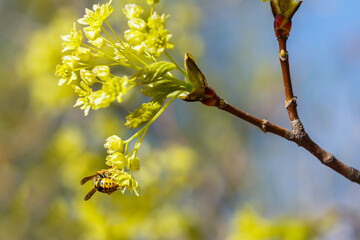 A wasp (bee) collects nectar on maple flowers.Maple tree blossoms in spring