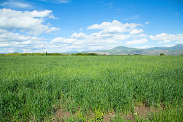 Beautiful green field at the spring time.
