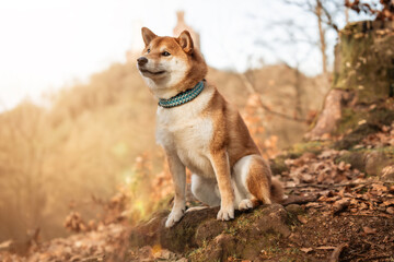 Shiba Inu 