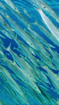Vertical video, Top view on school of Barracuda swims on sebed background, Slow motion. Close-up of large shoal of Yellow-tail Barracuda (Sphyraena flavicauda) floating above sandy bottom in sun beams