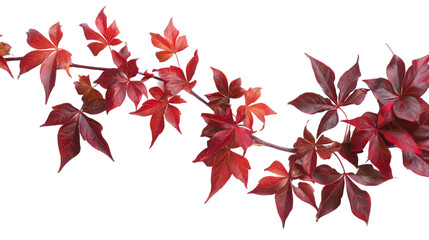A tree branch covered in bright red leaves against a clear sky
