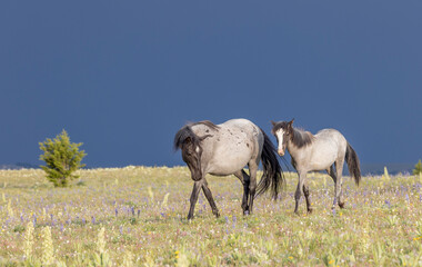 Fototapeta premium Wild Horses in the Pryor Mountains Montana in Summer