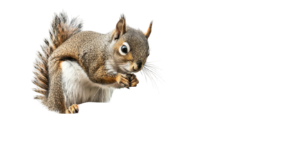A squirrel is upright on its hind legs in this outdoor setting