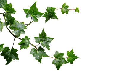A close-up view of a branch from a tree, filled with lush green leaves under natural sunlight