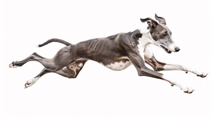 Lively whippet dog in a running pose on a white background