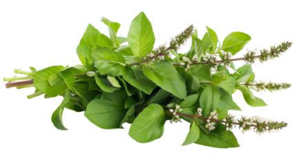 A cluster of vibrant green leaves spread out on a plain white background, creating a striking contrast