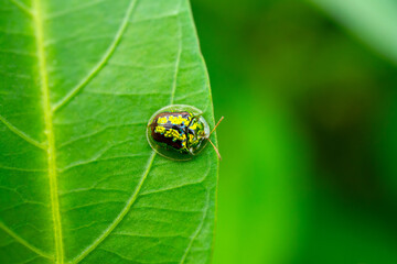 Ladybug crawls on a green leaf.Lady beetles, beetles, and beetles are commonly found naturally. They have unique, beautiful characteristics, very cute. In the world there are approximately 490 species