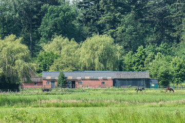 old pigsty with horses behind a meadow at the edge of a forest with willow trees