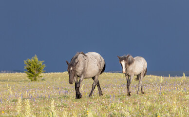 Wild Horses in the Pryor Mountains Montana in Summer
