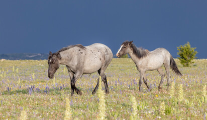 Wild Horses in the Pryor Mountains Montana in Summer