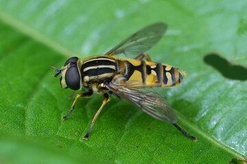 Detailed macro on a European dangling marsh-lover hoverfly, sitting on a green leaf