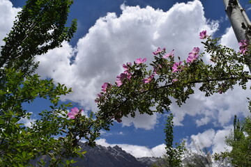 wild flowers in the sky