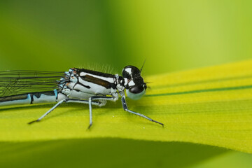 Closeup on the European common azure damselfly, Coenagrion puella sitting on a leaf