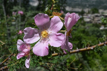 flowers in the forest