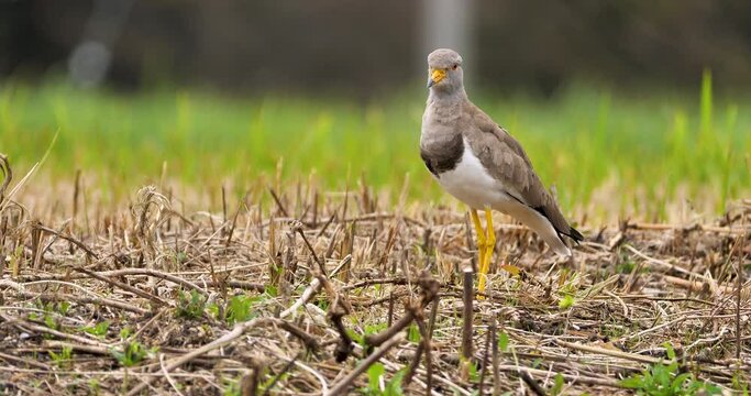 Grey-headed lapwing standing in a field