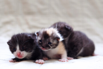  Adorable kittens sleep peacefully on a soft light fabric background.