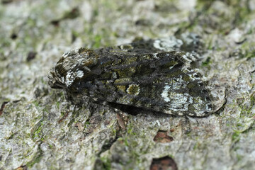 Closeup on the Coronet owlet moth, Craniophora ligustri, sitting on a piece of wood