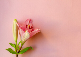 beautiful soft white pink lily , pink and blue gradient, bouquet of lilies close up, flower...