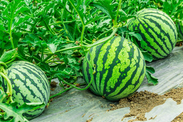 Fresh watermelon fruit in watermelon fields. Watermelon harvest season in summer.