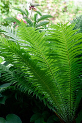 Sunlit fern plant in the garden, photographed from below