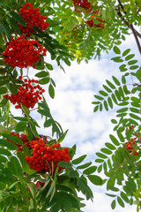 Cluster of rowan berries and leaves on a blue sky background