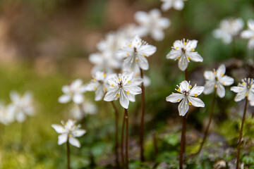 バイカオウレン