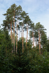 Fototapeta premium Pine forest landscape, beautifully grown tall pine trees in the forest. Lithuania. Vertical photo