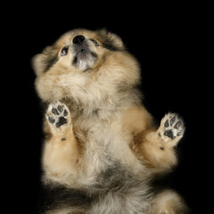Very fluffy little puppy photographed on a glass table, bottom view.