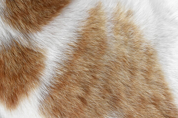 Cat fur texture background. Ginger and white cat fur texture.