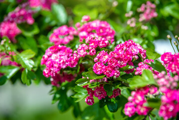  Crataegus Pauls Scarlet blooms in the botanical garden
