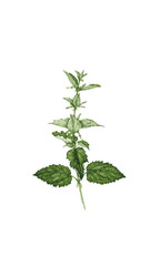 botanica planta ilustracion 