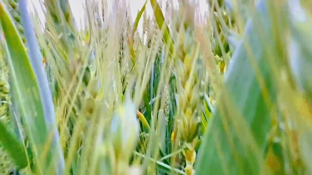 Green-gold ears of wheat in a field close-up. High-quality slow motion photography.