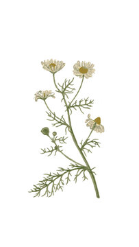 manzanilla ilustracion botanica 
