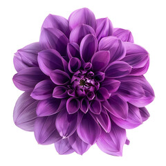 Purple Dahlia, transparent background, isolated image, generative AI
