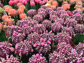 pianta di cactus della luna o Gymnocalycium, moon cactus plant or Gymnocalycium	