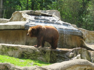 Bär