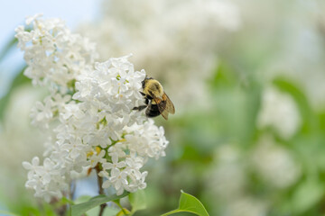 Bee on a Lilac Flower