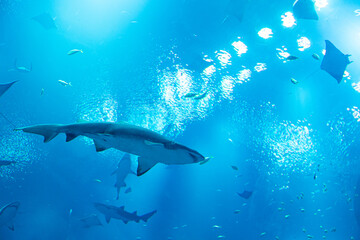Obraz premium Sharks swimming in blue-lit aquarium, surrounded by marine life