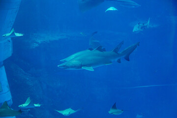 Sharks and stingrays swimming in blue-lit aquarium