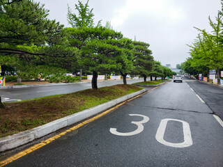 A street with a white line and a black number 30. The street is wet and there are trees lining the road