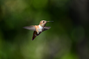 Green Brown Hummingbird In Flight Over Green