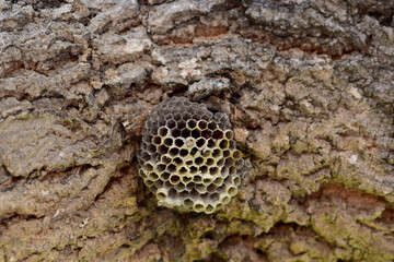 Closeup of Small wasp's nest with wasps on the branch of a tree with nature background at Thailand.