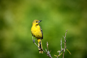 Yellow Oriole Perched Top Branch Over Green