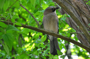 Wild jay sitting on a tree branch on a background of green leaves. Wild birds in spring concept. 