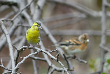 冬の公園でマヒワとアトリが一緒に木にとまった　滋賀県大津市皇子が丘公園
