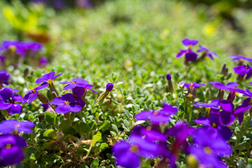 Violette Blumen, Blaukissen, Aubrieta deltoidea